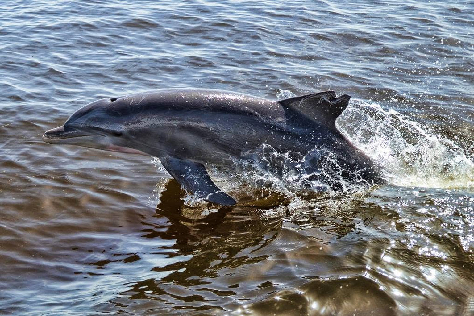 Dolphin leaping from the water